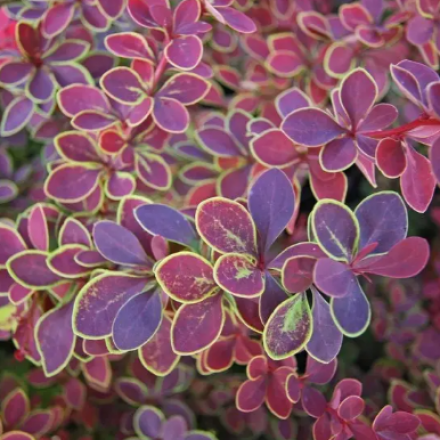 Саджанець барбариса Тунберга Голден Рінг (Berberis thunbergii 'Golden Ring'), горщик 1,5 л