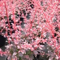 Саджанець барбариса Тунберга Арлекін (Berberis thunbergii 'Harlequin'), горщик 1,5 л