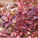 Саджанець барбариса Тунберга Арлекін (Berberis thunbergii 'Harlequin'), горщик 1,5 л