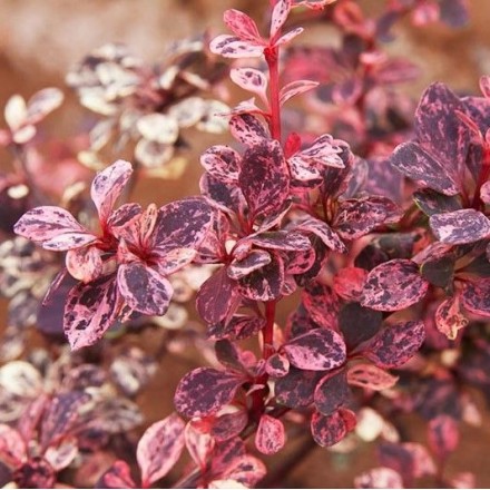 Саджанець барбариса Тунберга Арлекін (Berberis thunbergii 'Harlequin'), горщик 1,5 л