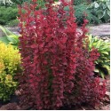 Саджанець барбариса Ред Джевел (Berberis media 'Red Jewel'), горщик 1,5 л