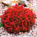 Саджанець барбариса Ред Джевел (Berberis media 'Red Jewel'), горщик 1,5 л