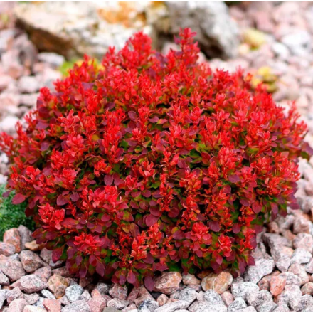 Саджанець барбариса Ред Джевел (Berberis media 'Red Jewel'), горщик 1,5 л