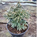Саджанець кипарисовика горохоплідного Булевард (Chamaecyparis pisifera 'Boulevard'), горщик 3 л