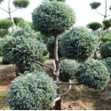 Саджанець кипарисовика горохоплідного Булевард (Chamaecyparis pisifera 'Boulevard'), горщик 3 л