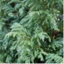 Саджанець кипарисовика горохоплідного Булевард (Chamaecyparis pisifera 'Boulevard'), горщик 3 л