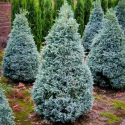 Саджанець кипарисовика горохоплідного Булевард (Chamaecyparis pisifera 'Boulevard'), горщик 3 л