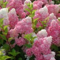 Саджанець гортензії Ваніла Фрайз (Vanille Fraise (Renhy)), горщик 1,5 л