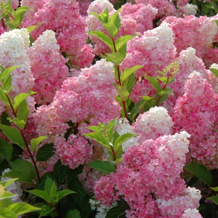 Саджанець гортензії Ваніла Фрайз (Vanille Fraise (Renhy)), горщик 1,5 л