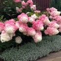 Саджанець гортензії Ваніла Фрайз (Vanille Fraise (Renhy)), горщик 1,5 л