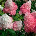 Саджанець гортензії Фрайз Мельба (Fraise Melba), горщик 1,5 л