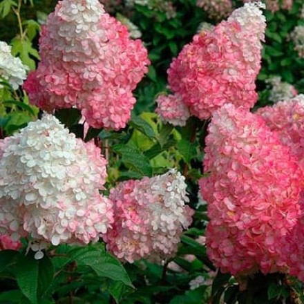 Саджанець гортензії Фрайз Мельба (Fraise Melba), горщик 1,5 л