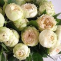 Саджанець троянди бордюрної Бланшет (Blanchette)