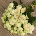 Саджанець троянди бордюрної Бланшет (Blanchette)