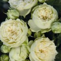 Саджанець троянди бордюрної Бланшет (Blanchette)