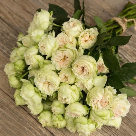 Саджанець троянди бордюрної Бланшет (Blanchette)