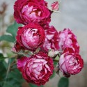 Саджанець троянди англійської Бель де Сегоза (Belle de Segosa)