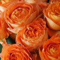 Саджанець троянди чайно-гібридної Оранж Романтика (Orange Romantica)