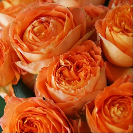 Саджанець троянди чайно-гібридної Оранж Романтика (Orange Romantica)
