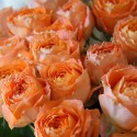 Саджанець троянди чайно-гібридної Оранж Романтика (Orange Romantica)