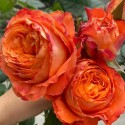 Саджанець троянди чайно-гібридної Оранж Романтика (Orange Romantica)