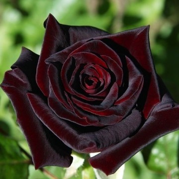 Саджанець троянди чайно-гібридної "Блек Баккара" (Black Baccara)