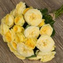 Саджанець троянди англійської Лимон Помпон (Lemon Pompon)