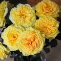 Саджанець троянди англійської Лимон Помпон (Lemon Pompon)