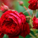 Саджанець троянди флорібунди "Ред Леонардо да Вінчі" (Red Leonardo Da Vinci)