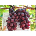 Виноград "Аристократ"