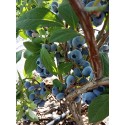 Лохина (чорниця) Блюкроп (Blue Crop)