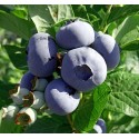 Лохина (чорниця) Блюкроп (Blue Crop)