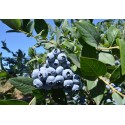 Лохина (чорниця) Блюкроп (Blue Crop)