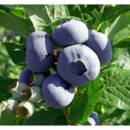 Лохина (чорниця) Блюкроп (Blue Crop)