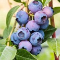 Лохина (чорниця) Блюголд (Blue Gold)