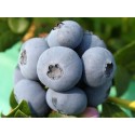 Лохина (чорниця) Блюголд (Blue Gold)