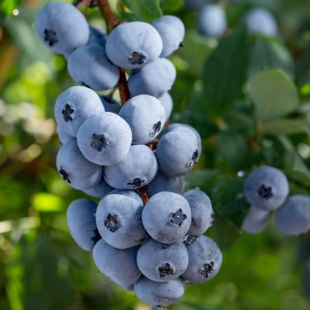 Саджанці лохини (чорниці) Бригітта Блю (Brigitta Blue)
