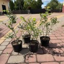 Саджанець лохини Блюкроп (Bluecrop), горщик 1,5 л