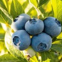 Саджанець лохини Блюкроп (Bluecrop), горщик 1,5 л