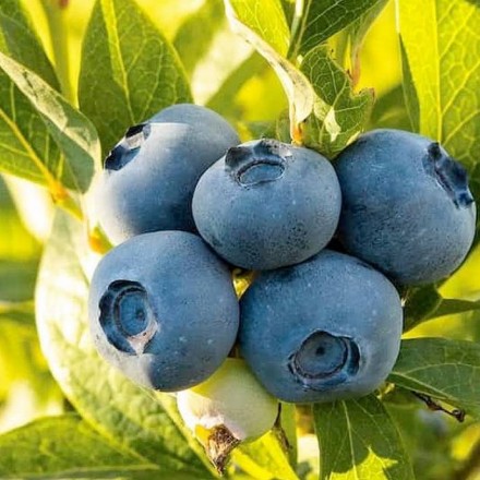 Саджанець лохини Блюкроп (Bluecrop), горщик 1,5 л
