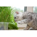 Насіння Трави для котів, 30 г