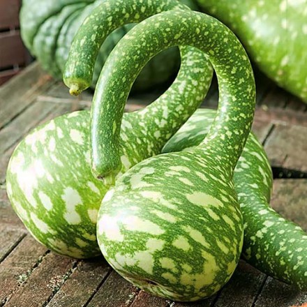 Насіння Лагенарії Кобра, 5 шт