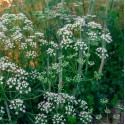 Аніс Лікарський, 0,3 г