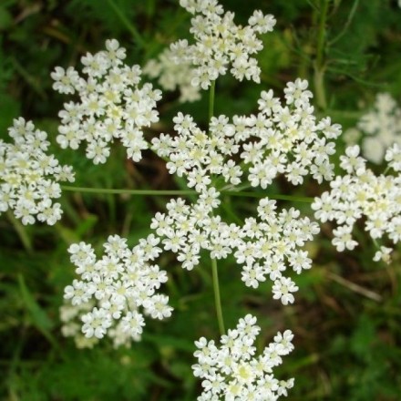 Аніс Лікарський, 0,3 г