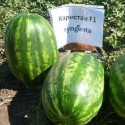 Насіння кавуна Карістан F1, 5 шт | Syngenta