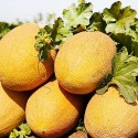 Насіння дині Ананас, 0.5 г