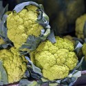 Насіння капусти цвітної Мацерата, 0.5 г