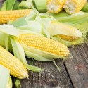 Насіння кукурудзи суперсолодкої Дейнеріс F1, 20 г
