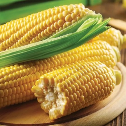 Насіння кукурудзи Добриня F1, 20 шт (zip-пакет)