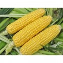 Насіння кукурудзи цукрової Делікатесна, 100 г